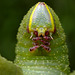 Poplar Hawk Moth Caterpillar  (Laothoe populi)