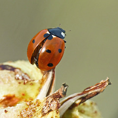 Seven-spotted Ladybug on Yucca seedpod