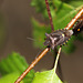 Forest Shield Bugs (Pentatoma ruffles)