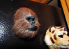 Gorilla Head Magnet