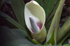 philodendron cannifolium