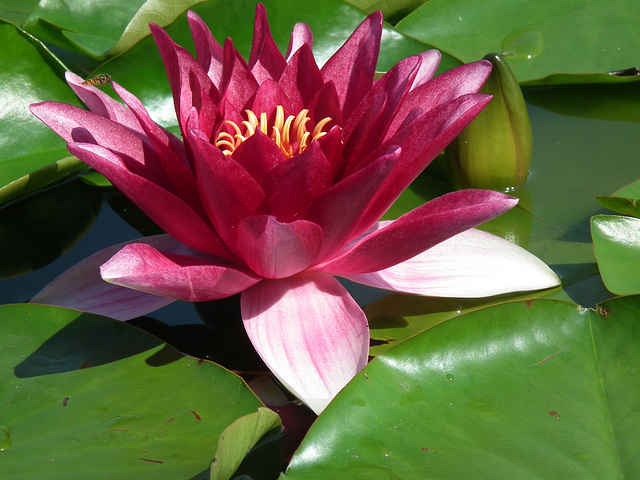 Dark red water lily