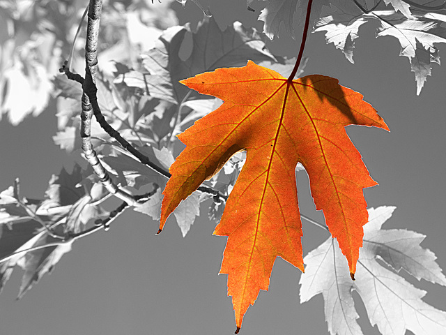 BELFORT: Première couleur d'automne....