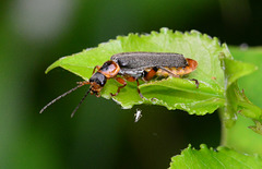 Soldier Beetle. Cantharis rustica