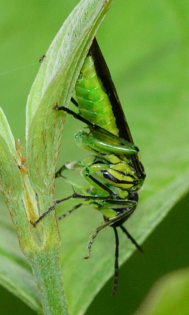 Sawfly, Rhogogaster viridis