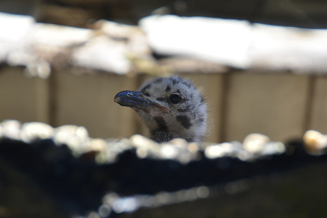 Young Gull