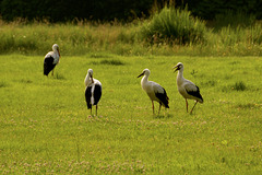 Stork conference