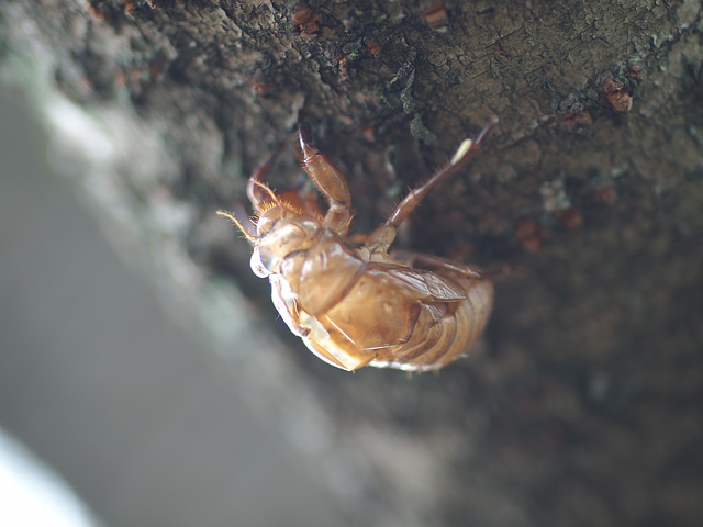 Skin of cicada left on a tree trunk
