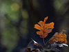 Black Oak Leaf with Tree Bokeh