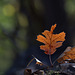 Black Oak Leaf with Tree Bokeh