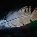 Magnificent Feather in Glowing Light