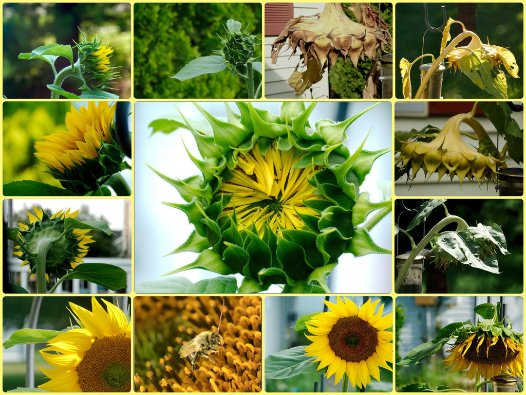 One Sunflower: A Collage