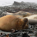 Elephant seals at Macquarie Is.