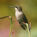 Hummingbird Portrait
