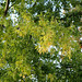 Acer saccharinum 'Wieri' lacinié
