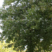 Acer saccharinum (3)