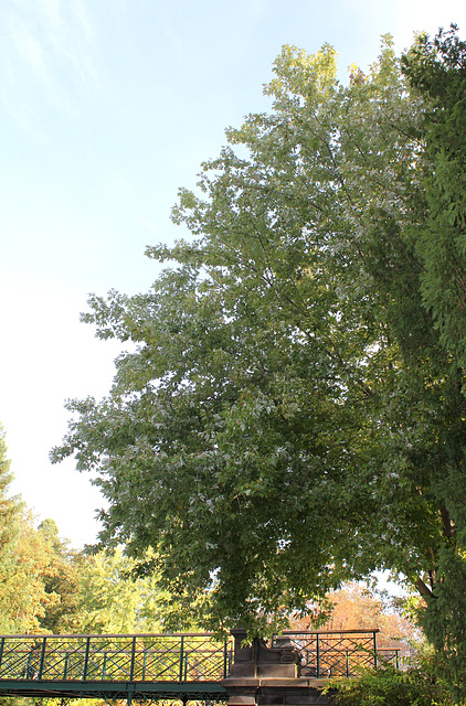 Acer saccharinum (2)