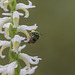Spiranthes odorata (Fragrant Ladies'-tresses orchid) pollinated by a small Halictid bee