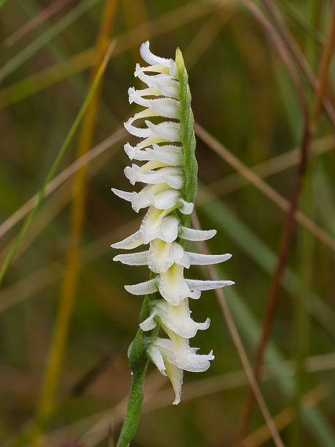 Spiranthes longilabris (Giantspiral or Long-lipped Ladies'-tresses orchid)