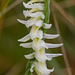 Spiranthes longilabris (Giantspiral or Long-lipped Ladies'-tresses orchid)