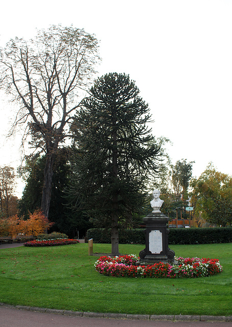 Buste Lecoq devant Araucaria