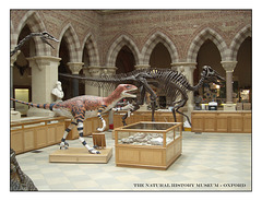 Dinosaurs - The Natural History Museum - Oxford - 4.8.2005