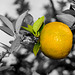 ARC ET SENANS: Saline: Une clémentine. ( Citrus clementina ).