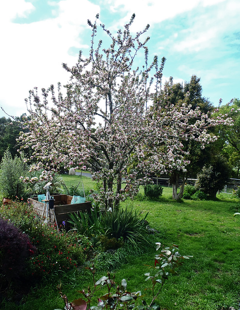 crabapple tree in blossom