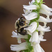 Spiranthes odorata (Fragrant Ladies'-tresses orchid) pollinated by a small Bombus species
