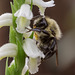 Spiranthes odorata (Fragrant Ladies'-tresses orchid) pollinated by a small Bombus species