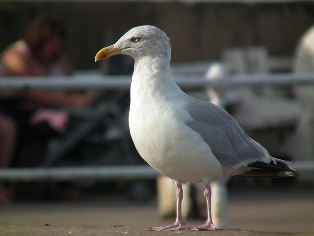 Very grumpy seagull