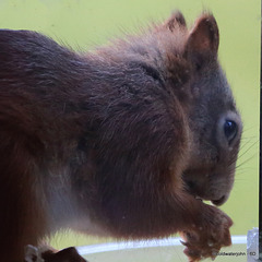 The Dawn Raider - Scottish Red Squirrel