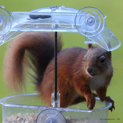 The Dawn Raider - Scottish Red Squirrel