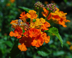 Lantana with raindrops and spider friend !
