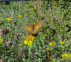 Great Spangled Fritillary butterfly(Speyeria cybele) A First !