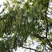 Metasequoia glyptostroboïdes - Metasequoia du Sichuan-001