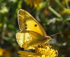 Weary Cloudless Sulphur still beautiful and backlit with sunlight