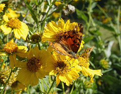 Tattered and faded American Lady butterfly still beautiful and with a Skipper friend !