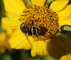 Honey Bee or Bee Fly ?