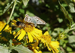 Common Checkered Skipper ( Pyrgus communis) & a Fly !