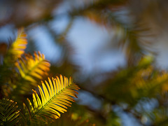 Fading Evergreen Needles, Lit By the Sun