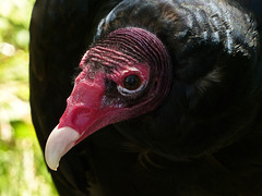Happy Turkey (Vulture) Day to Americans, everywhere!