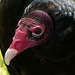 Happy Turkey (Vulture) Day to Americans, everywhere!