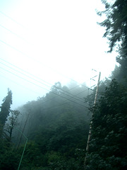 tree fog 1