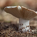 Pretty Short-Stemmed Russula Mushroom