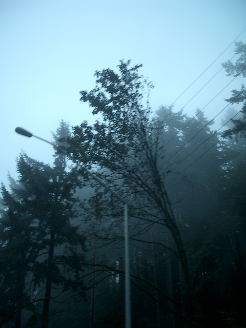 tree fog 2