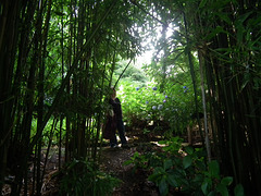 Bamboos again