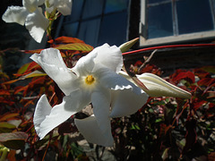 Interesting shape on the white petals.