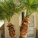 Palms at Dogan's hotel