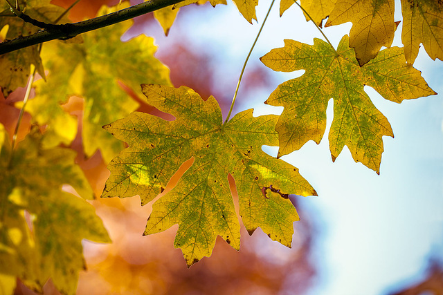 Green and Yellow Maple Leaves